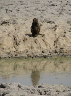 01 Babouin Au Point D Eau